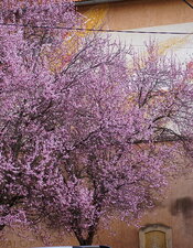 Prunus ornemental
