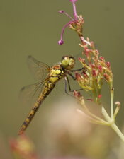 Sympetrum - femelle