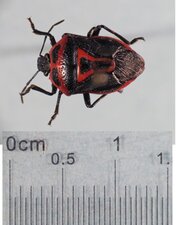 Perillus bioculatus