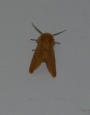 Ecaille-lièvre Spilosoma lutea. Noctuelle.