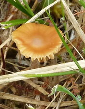 Hygrophore à marge crénelée