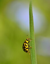 La Coccinelle à 22 points