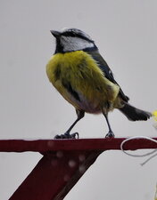 Monsieur mésange mouillé