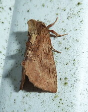 Noctuelle