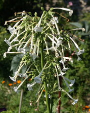 Fleurs de tabac d