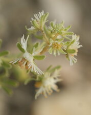 Reseda Jacquini