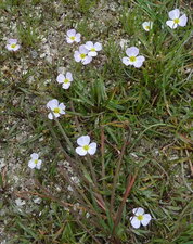 Baldellia ranunculoides