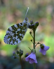 Aurore mâle, Anthocharis cardamines (Linnaeus, 1758)