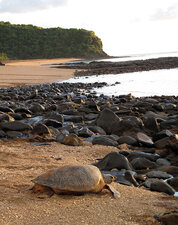 Tortue verte (Chelonia mydas)