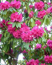 Rhododendrons