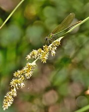 Calopteryx vierge - Calopteryx virgo femelle