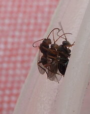 Cynipidae