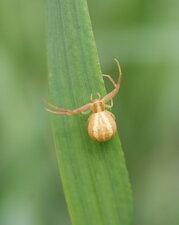 Runcinia grammica