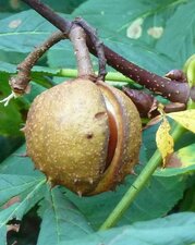 Bogue de marron