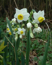 Narcisse