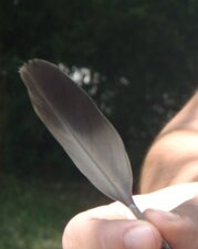 Plume de pigeon