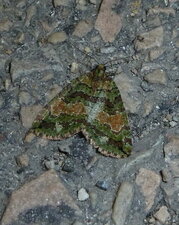 La Bryophile Cryphia pallida.Noctuelle.