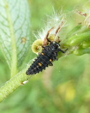 Larve de coccinelle