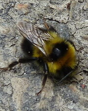 Bombus hortorum.
