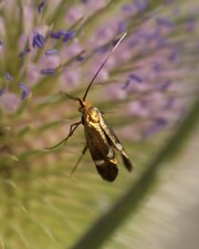 Esperia sulphurella