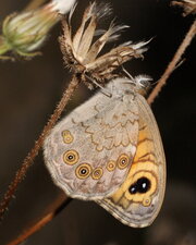 Lasiommata maera
