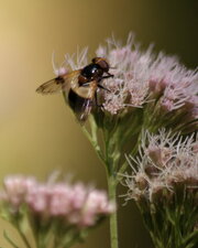 Volucella pellucens