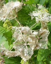 Hortensia en dentelle