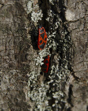 Pyrrhocoris apterus