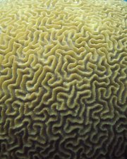 Détail de corail-cerveau