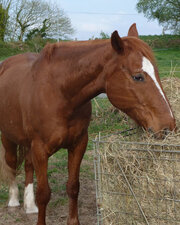Trotteur