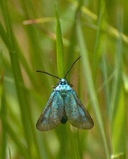  Adscita sp femelle
