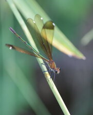 Calopterix hémorroïdal - femelle