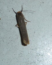 Eilema caniola.Noctuelle.