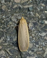 Eilema depressa.Noctuelle.