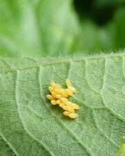 Oeufs de Coccinelles.