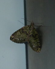 Noctuelle