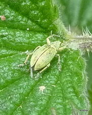 Phylobius urticae. Charançon de l