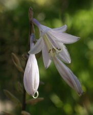 Fleur d