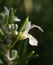 Fleur de romarin