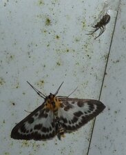 Eurrhypara hortulata - Noctuelle