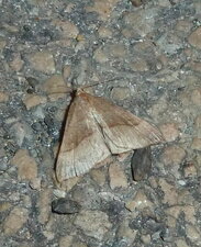 Hypena proboscidalis