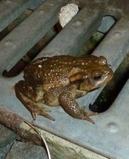 Crapaud