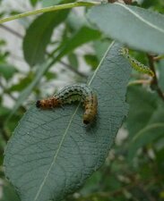 Fausses chenilles. Larves de Tenthrèdes
