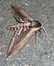 Sphinx du troène Sphinx (Hyloicus) ligustri - Noctuelle