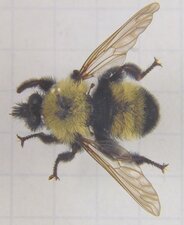 Laphria thoracica
