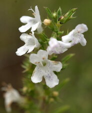 Fleur de satureja montana