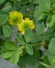 Trifolium campestre
