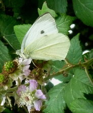 Papillon "piéride du chou"