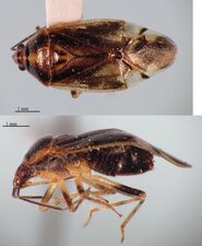 Deraeocoris borealis