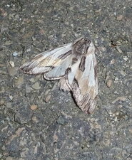 Papillon noctuelle.
